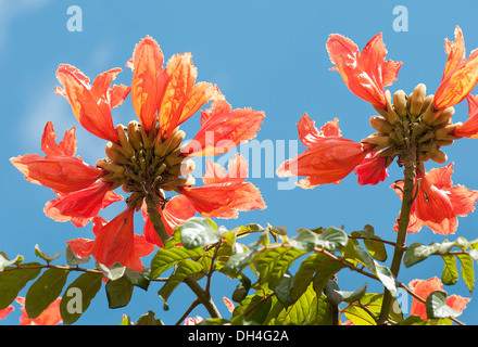 African tuliptree, Spathodea campanulata. Vue de dessous de la recherche des grappes de fleurs à contre ciel bleu. Banque D'Images