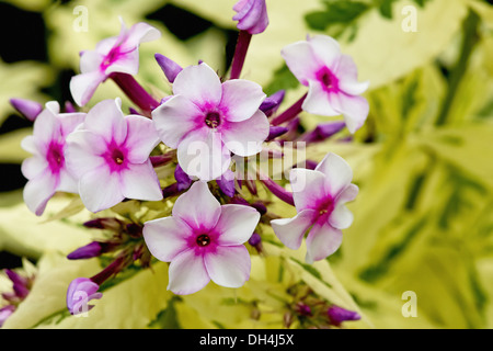 Phlox. Grappe de fleurs rose pâle à rose plus foncé au centre et les bourgeons et crème et vert feuillage panaché. Banque D'Images