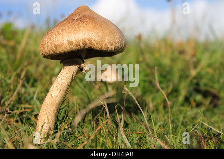 Champignons en herbe. Banque D'Images