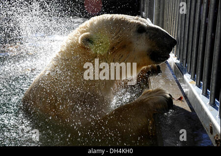 Brno, République tchèque. 31 octobre, 2013. L'ours polaire Umca bénéficie de l'eau du bassin dans son enclos au zoo de Brno, République tchèque, le jeudi 31 octobre, 2013. Photo : CTK Vaclav Salek/Photo/Alamy Live News Banque D'Images