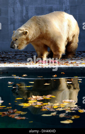 Brno, République tchèque. 31 octobre, 2013. L'ours polaire Umca bénéficie de l'eau du bassin dans son enclos au zoo de Brno, République tchèque, le jeudi 31 octobre, 2013. Photo : CTK Vaclav Salek/Photo/Alamy Live News Banque D'Images