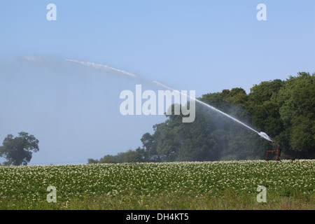 L'irrigation d'une culture de pommes de terre. North Walsham, Norfolk. Banque D'Images