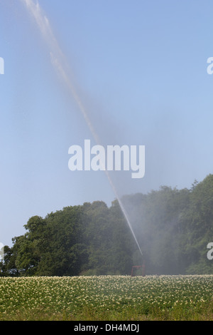 L'irrigation d'une culture de pommes de terre. North Walsham, Norfolk. Banque D'Images