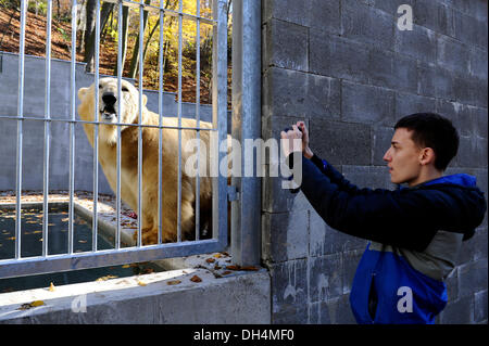 Brno, République tchèque. 31 octobre, 2013. L'ours polaire Umca bénéficie de l'eau du bassin dans son enclos au zoo de Brno, République tchèque, le jeudi 31 octobre, 2013. Photo : CTK Vaclav Salek/Photo/Alamy Live News Banque D'Images