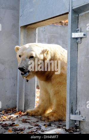 Brno, République tchèque. 31 octobre, 2013. L'ours polaire Umca bénéficie de l'eau du bassin dans son enclos au zoo de Brno, République tchèque, le jeudi 31 octobre, 2013. Photo : CTK Vaclav Salek/Photo/Alamy Live News Banque D'Images