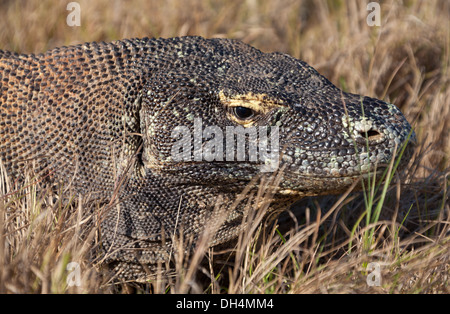Bref prédatrice de Komodo. Banque D'Images