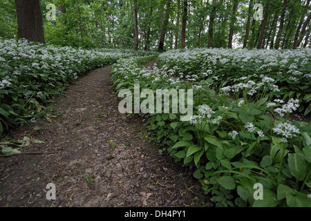 Route forestière, l'ail des ours, Allium ursinum Banque D'Images