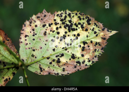 La rouille Phragmidium violaceum Bramble Violet Banque D'Images