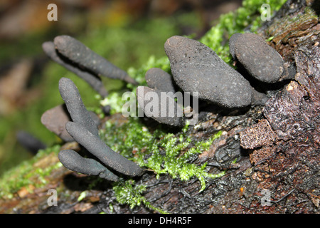 Les doigts morts Moll Xylaria longipes Banque D'Images