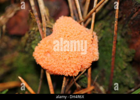 Tubifera ferruginosa myxomycète, alias T. arachnoidea Banque D'Images