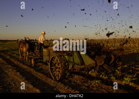 Les agriculteurs épandent du fumier de Amish ses vaches sur un champ de maïs qui a été récemment récoltés sur sa ferme de Oxford, PA. Banque D'Images