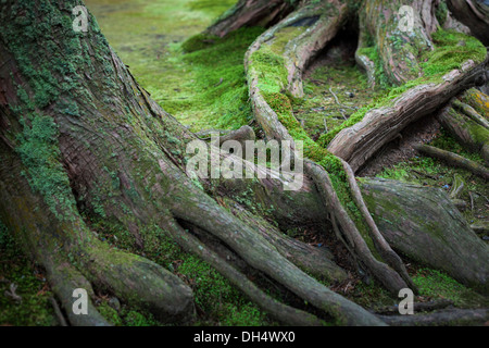 Racines d'un vieil arbre dans un jardin japonais couverts de mousse Banque D'Images