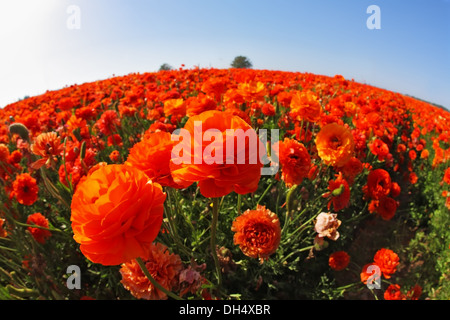 La floraison rouge-orange renoncules Banque D'Images