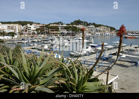 L'Aloe arborescens en Cala Ratjada Banque D'Images