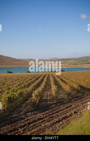 Planeta Estate Winery, l'Ulmo , situé près de Sambuca di Sicilia, Italie Banque D'Images