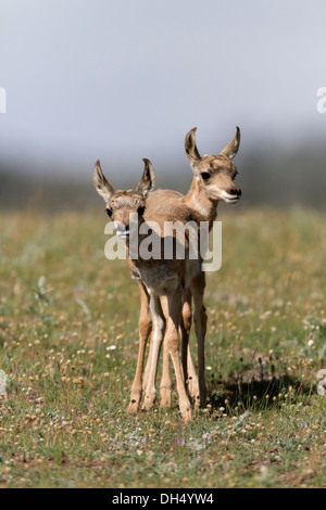 Fauve de l'antilope dans le Parc National de Yellowstone, tourné à l'état sauvage Banque D'Images