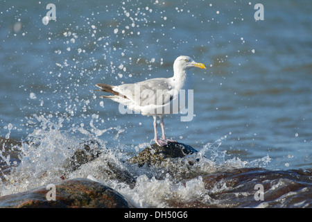 Goéland argenté (Larus argentatus) assis sur un rocher dans la mer Baltique Banque D'Images