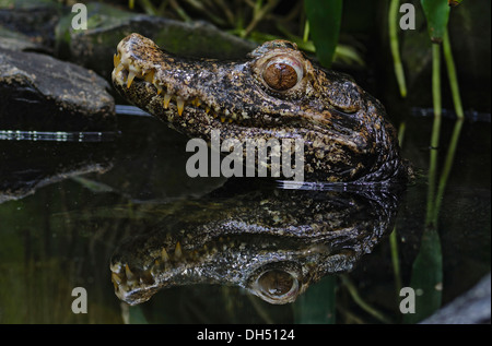 Le Caïman nain de Cuvier ou Caiman (Paleosuchus palpebrosus musqué), le jardin zoologique le zoo de Berlin, Berlin Banque D'Images