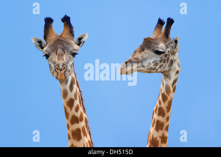 Deux girafes (Giraffa camelopardalis), portrait, Massai Mara, Serengeti, province de la vallée du Rift, au Kenya Banque D'Images