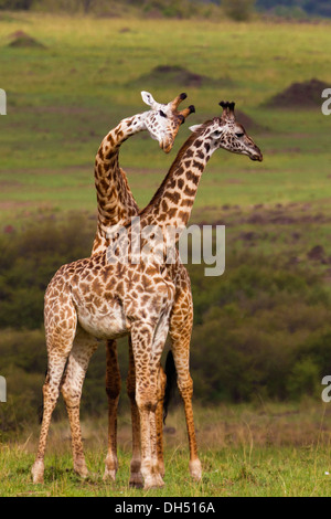 Deux girafes (Giraffa camelopardalis), les taureaux de combat, Massai Mara, Serengeti, province de la vallée du Rift, au Kenya Banque D'Images