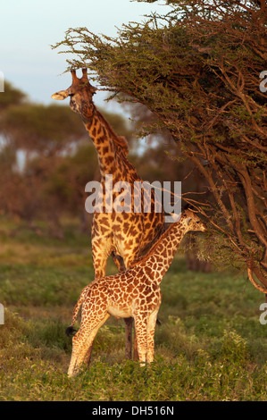 Girafe (Giraffa camelopardalis) avec un veau nouveau-né dans la lumière du soir, Serengeti, Tanzanie Banque D'Images