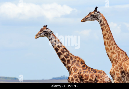 Deux girafes (Giraffa camelopardalis), Massai Mara, Serengeti, province de la vallée du Rift, au Kenya Banque D'Images