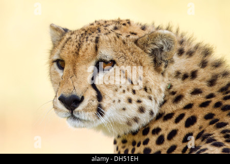 Le Guépard (Acinonyx jubatus), portrait, Massai Mara, Serengeti, province de la vallée du Rift, au Kenya Banque D'Images