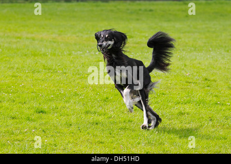 Saluki, Perse, Greyhound Chien Royal d'Egypte (Canis lupus familiaris), homme, exécuté sur un champ de course, race lévrier Banque D'Images