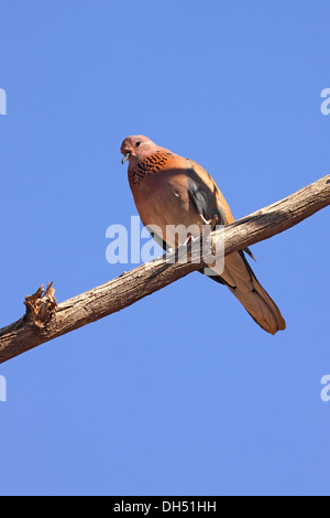 Colombe Palm, rire dove (Streptopelia senegalensis) dans le désert, Royaume hachémite de Jordanie, Moyen-Orient Banque D'Images