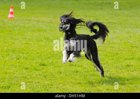 Saluki, Perse, Greyhound Chien Royal d'Egypte (Canis lupus familiaris), homme, exécuté sur un champ de course, race lévrier Banque D'Images