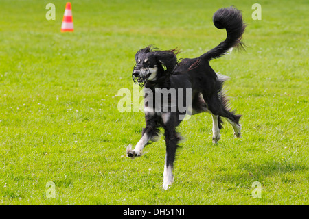 Saluki, Perse, Greyhound Chien Royal d'Egypte (Canis lupus familiaris), homme, exécuté sur un champ de course, race lévrier Banque D'Images