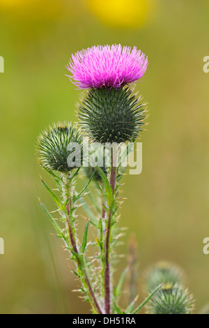 Lance la floraison le chardon (Cirsium vulgare, Cirsium lanceolatum) Banque D'Images