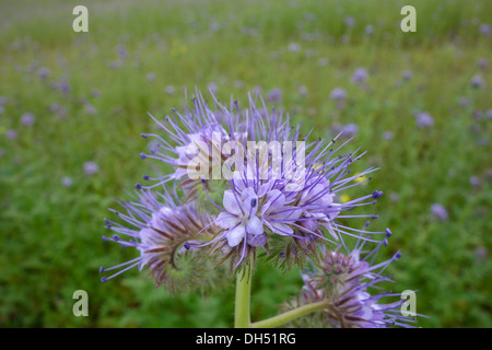 Lacy Phacelia (Phacelia tanacetifolia) Banque D'Images