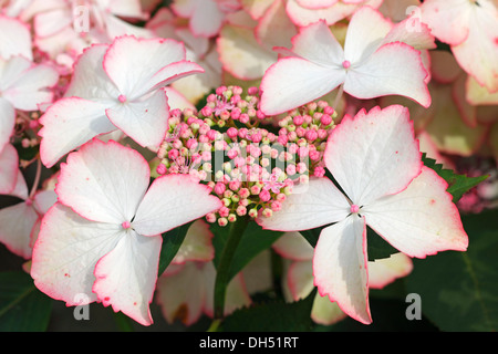 L', Mophead, Français ou Lacecap Hortensia (Hydrangea macrophylla 'Love you kiss') Banque D'Images