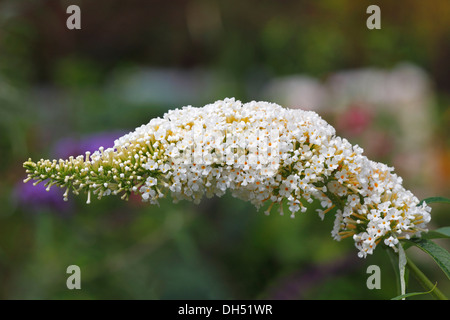 Floraison blanche Buddleja, Buddleia, été lilas ou Butterfly-Bush (Buddleja davidii 'White Profusion') Banque D'Images