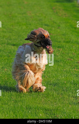 Lévrier Afghan chien (Canis lupus familiaris), homme, exécuté sur un champ de course, race lévrier Banque D'Images