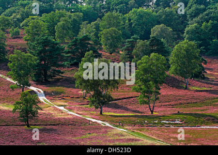 Heath paysage avec la floraison bruyère commune (Calluna vulgaris), de pins et de bouleaux dans Fischbek Heath Nature Reserve Banque D'Images