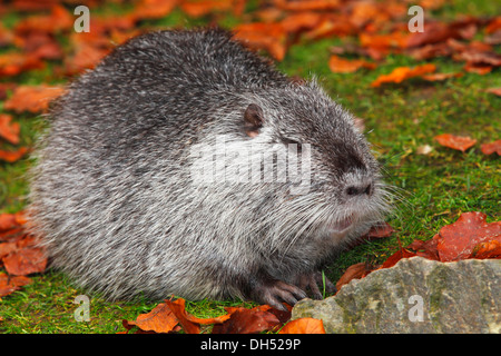 Ou le ragondin Ragondin (Myocastor coypus), Basse-Saxe, Allemagne Banque D'Images