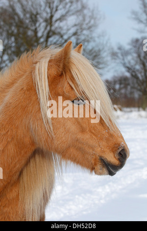 Cheval islandais, de couleur isabelline mare, portrait, Allemagne Banque D'Images