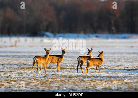 Le Chevreuil (Capreolus capreolus) dans la lumière du soir dans la neige, réserve naturelle, Wakendorf Oberalsterniederung Banque D'Images