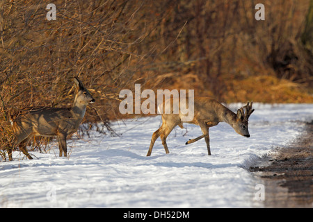 Le Chevreuil (Capreolus capreolus), buck en velours et une biche traversant une route de campagne dans la neige, la réserve naturelle du Oberalsterniederung Banque D'Images