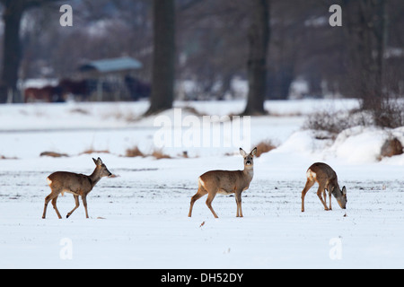 Le Chevreuil (Capreolus capreolus) dans la neige, Schleswig-Holstein, Allemagne Banque D'Images