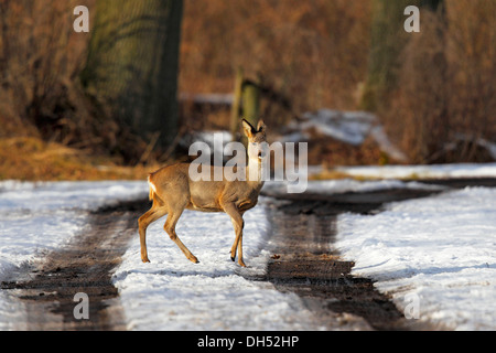 Le Chevreuil (Capreolus capreolus), doe traversant une route de campagne dans la neige, réserve naturelle, Wakendorf Oberalsterniederung Banque D'Images