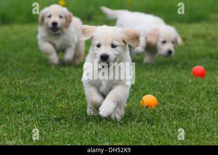 Golden Retriever Chiots jouant sur un pré, Allemagne Banque D'Images