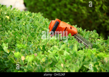 Outil pour tailler électrique sur vert arbuste de jardin Banque D'Images