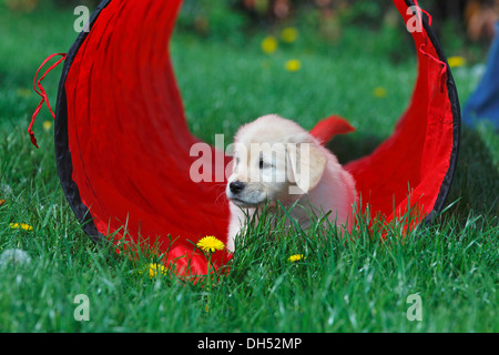 Chiot Golden Retriever dans un tunnel de jeu sur pré, Allemagne Banque D'Images