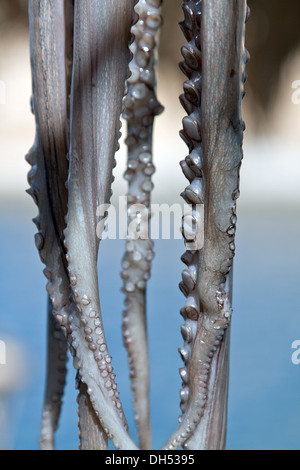 Prise du jour : Frais Octopus en train de sécher dehors, dans la région de Matala, le long de la baie de Messara, Crète, Grèce. Banque D'Images