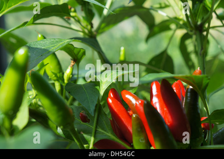 Piment roumain sur une usine, nom suédois Rumänsk, piment Capsicum annuum Banque D'Images