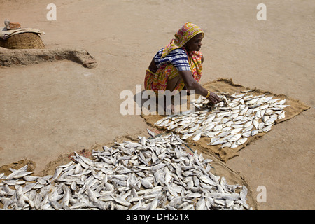 Femme Tribal le séchage du poisson, Orissa, Inde Banque D'Images