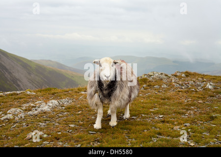 Moutons sur les collines dans la région de Lake District Banque D'Images